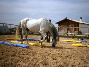 Dual-Aktivierung Dualaktivierung Kirsten Fleiser El Refugio Alicante Costa Blanca Pferd und Reiter P.R.E. Hengst Pura Raza