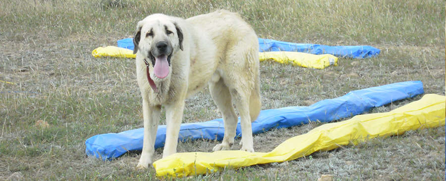 blau-gelb-hund