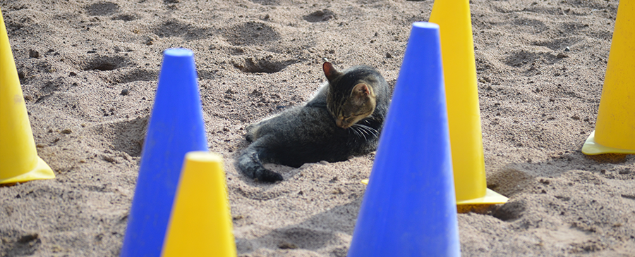 blau-gelb-katze