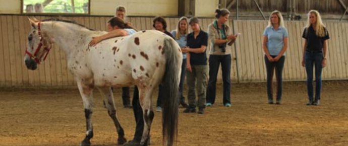 HJN-Rückenschule für Pferde